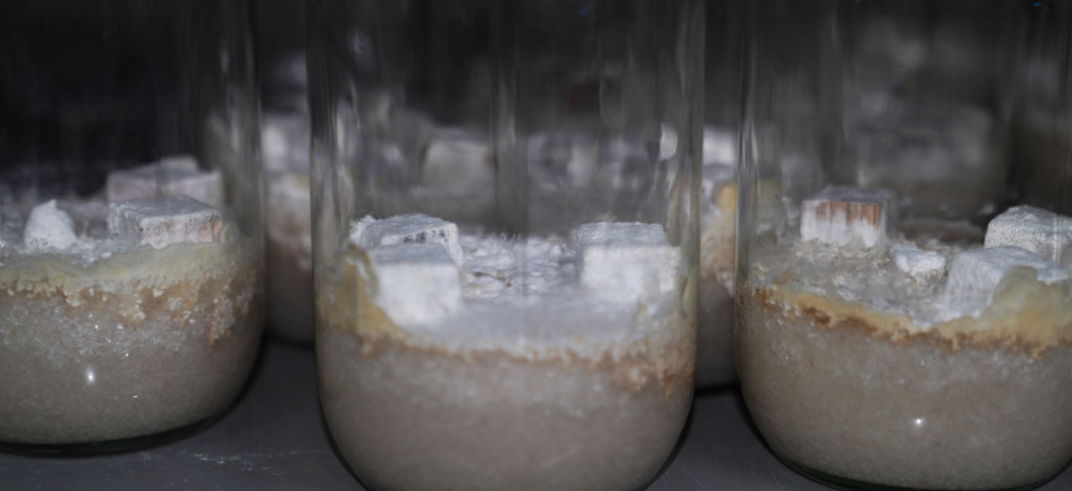 防腐防蟻処理木材の耐久性試験で腐れやシロアリへの効果を確認