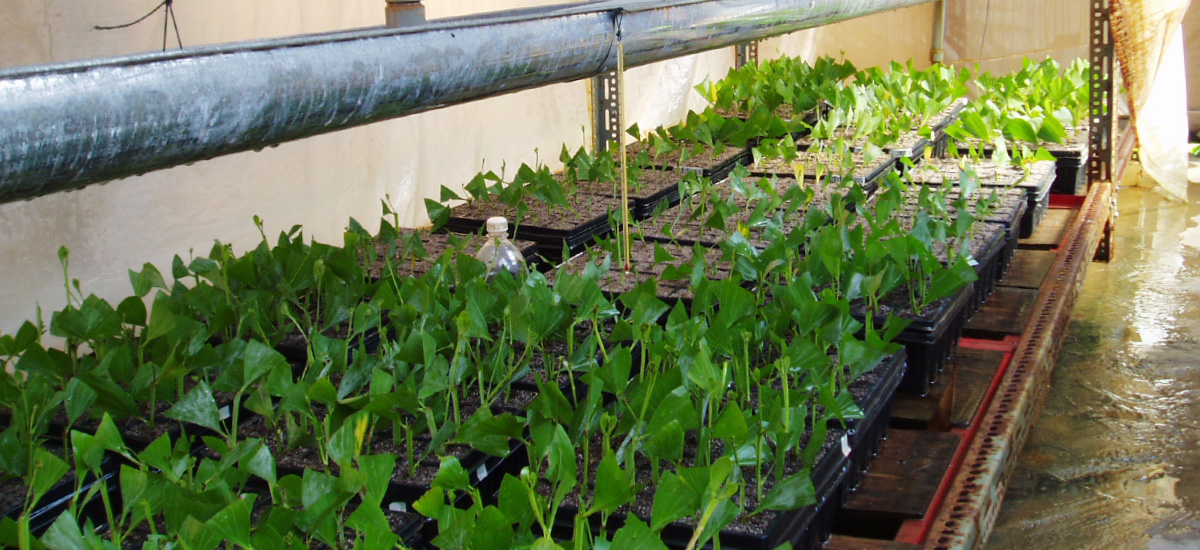 マレーシアで植林事業を行うアカシア・ハイブリッドの苗