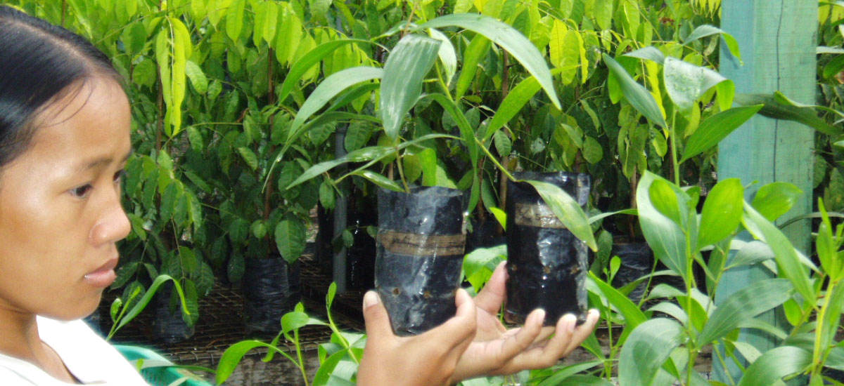 アカシア・ハイブリッドの苗木を植林・育林