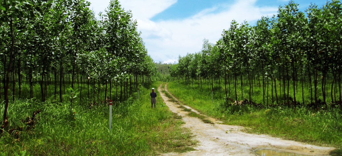 マレーシアでのサステナブルな植林事業