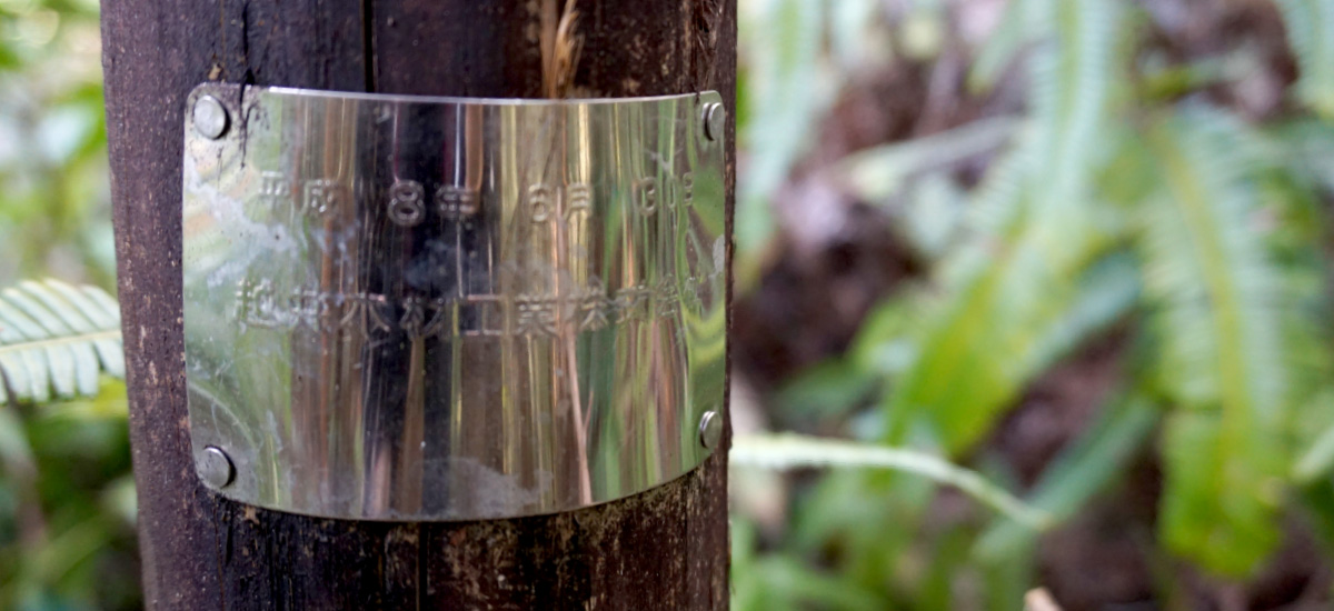 越井木材の国内社有林