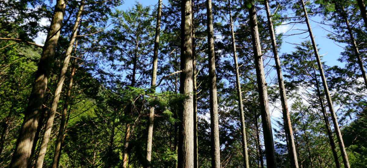 SDGsにも貢献する持続可能な森林経営