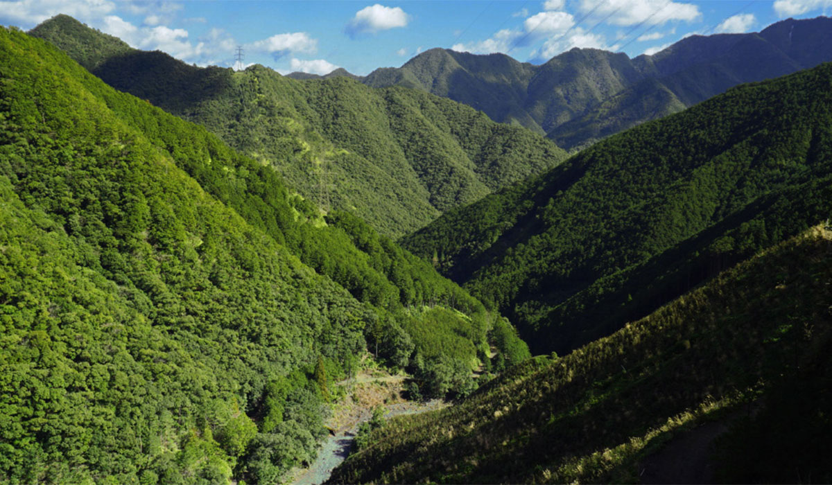 日本の4割は人工林 伐って、使って、植えて、育てる」という人工林のサイクルの一部