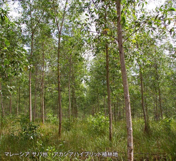 マレーシア サバ州にて試験直林を開始