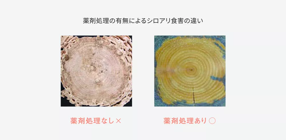 防腐防蟻処理木材はシロアリの食害を防ぎます