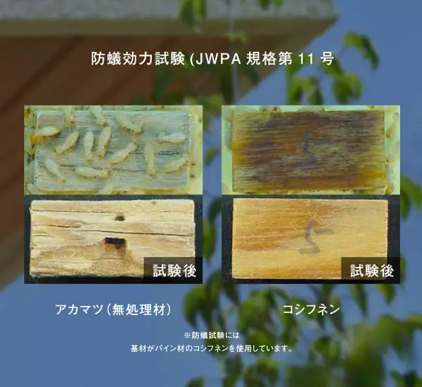 シロアリに強い木材「コシフネン」と無処理材の防蟻効力試験比較