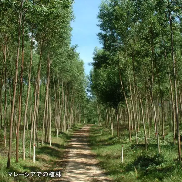 マレーシアでの植林で持続可能な森林経営を目指す
