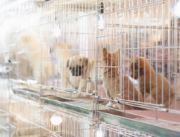天然素材のためペットなどの小動物にも安全です。