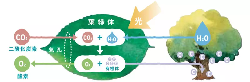 森林による二酸化炭素の吸収は、地球温暖化の抑制に大きく貢献します